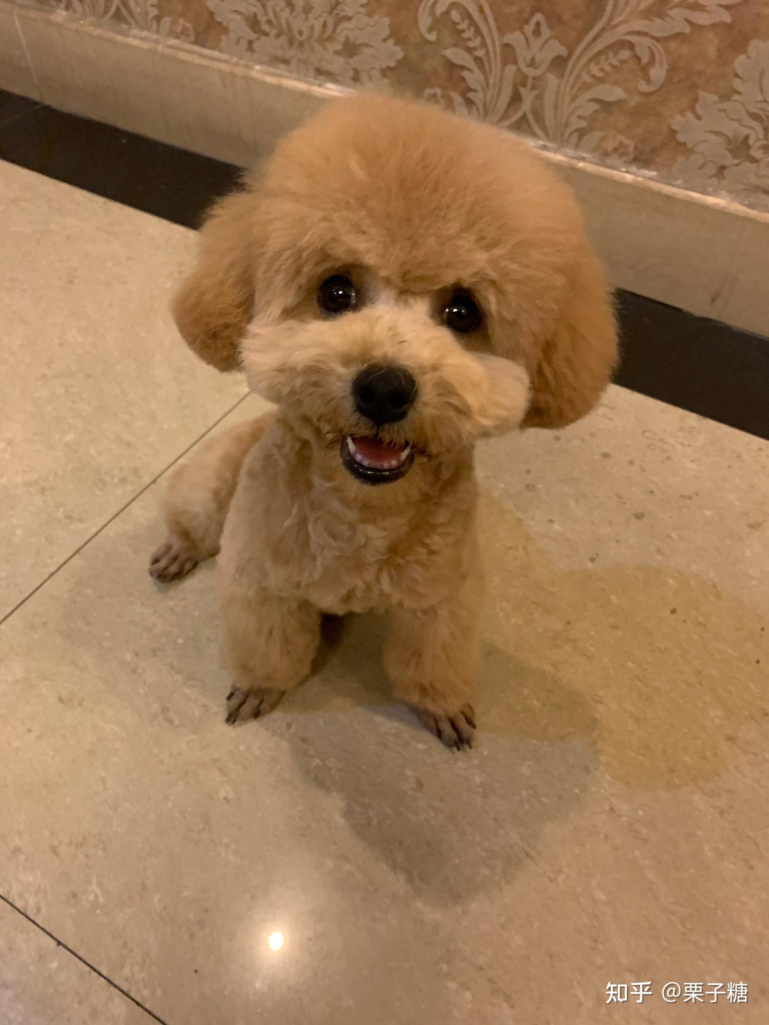 白色比熊跟棕色泰迪会串出什么样的狗?