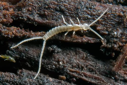 地球演义六足传奇2草蛇灰线