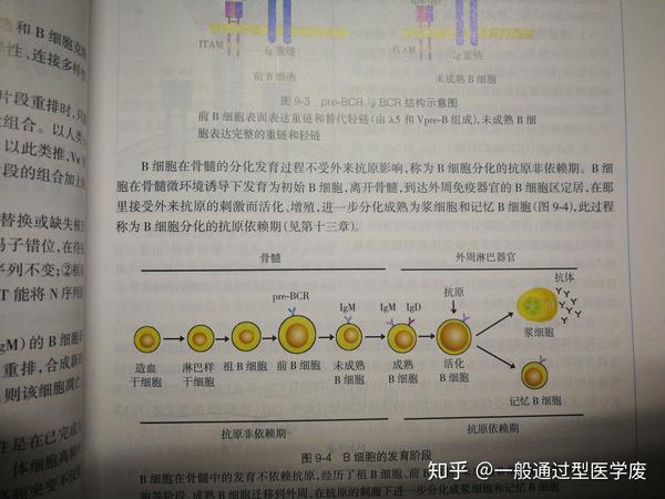 浆细胞和记忆细胞属于淋巴细胞吗 如果不是又分别属于什么细胞 记忆细胞和浆细胞的区别 茶文网