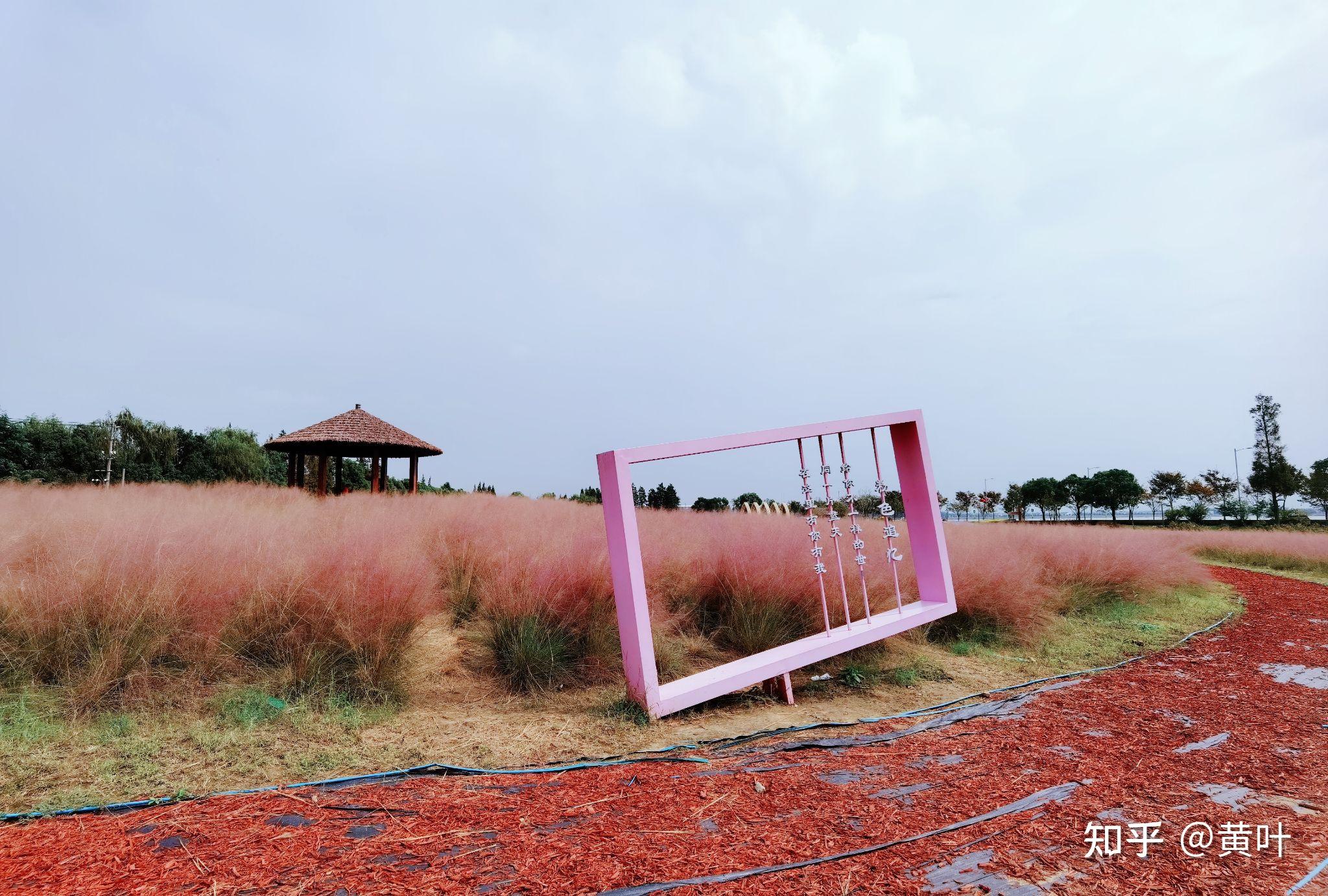 昆山淀山湖花海公园图片