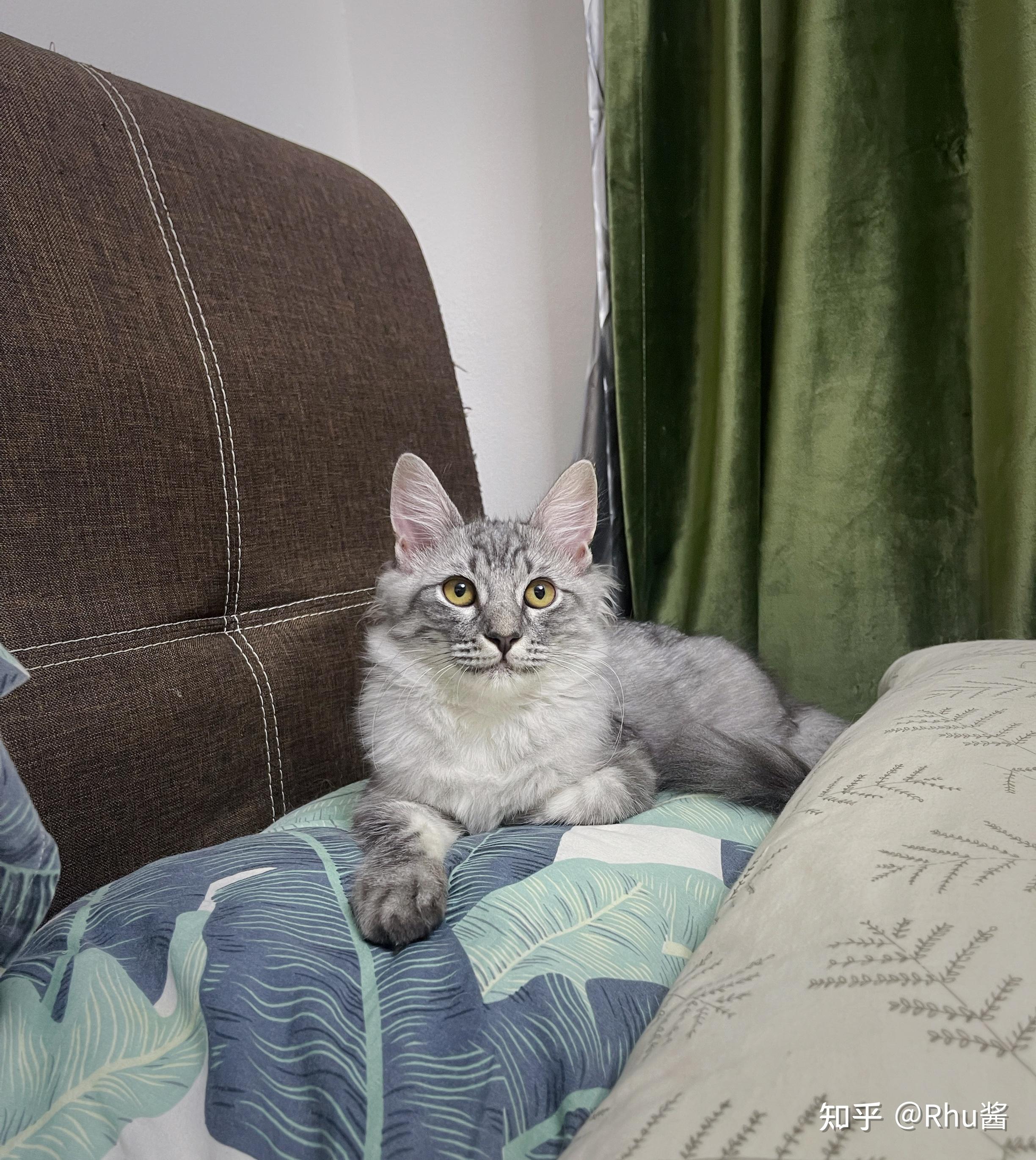 美短和缅因杂交的后代确定长这样么? - 知乎