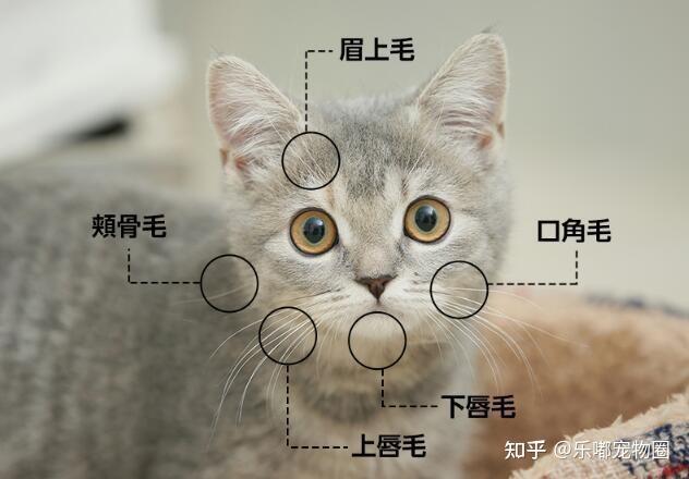 不止带来好运!关于“猫胡须”,你了解多少? - 知乎