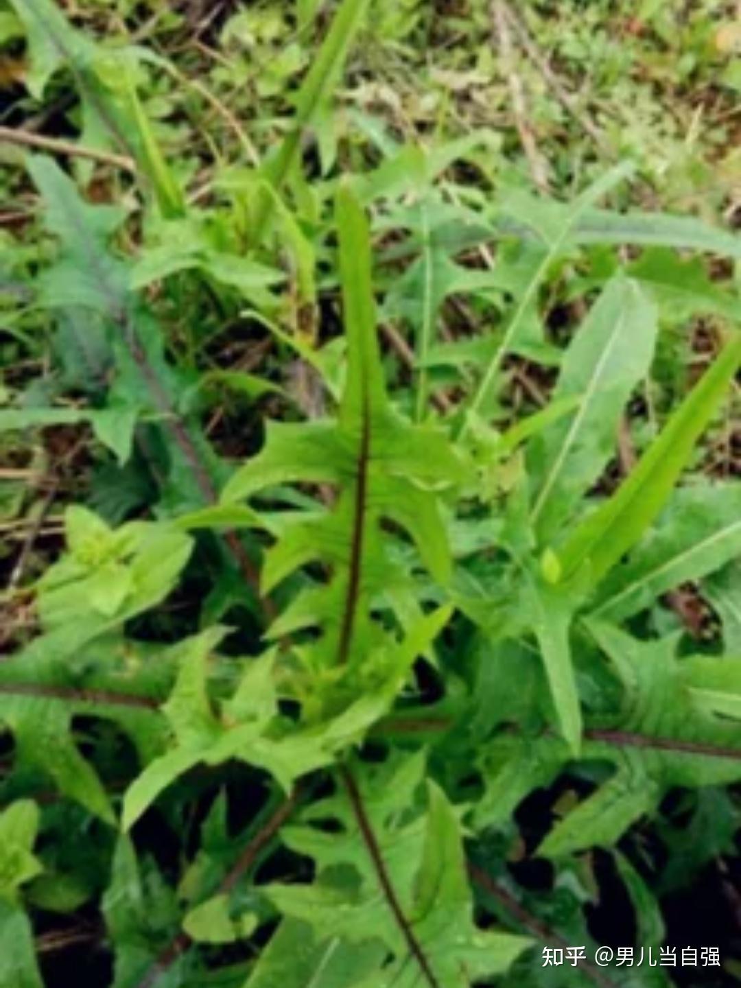 南方可食用野菜带图片图片