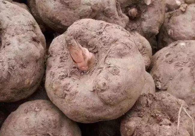 你见过新鲜的魔芋吗?