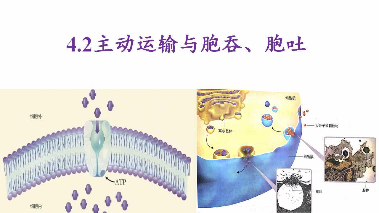 42主动运输与胞吞胞吐新教材人教版2019高中生物必修一课件