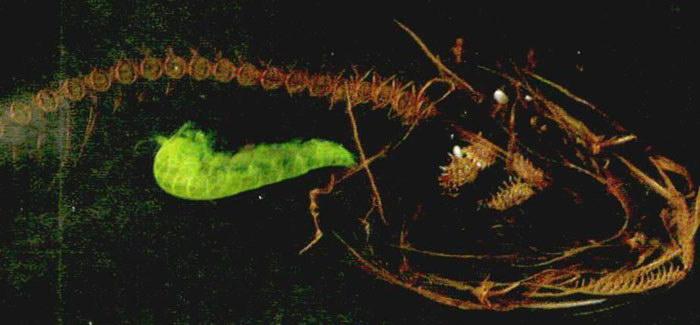 马里亚纳狮子鱼及其身体结构(ct 图像).