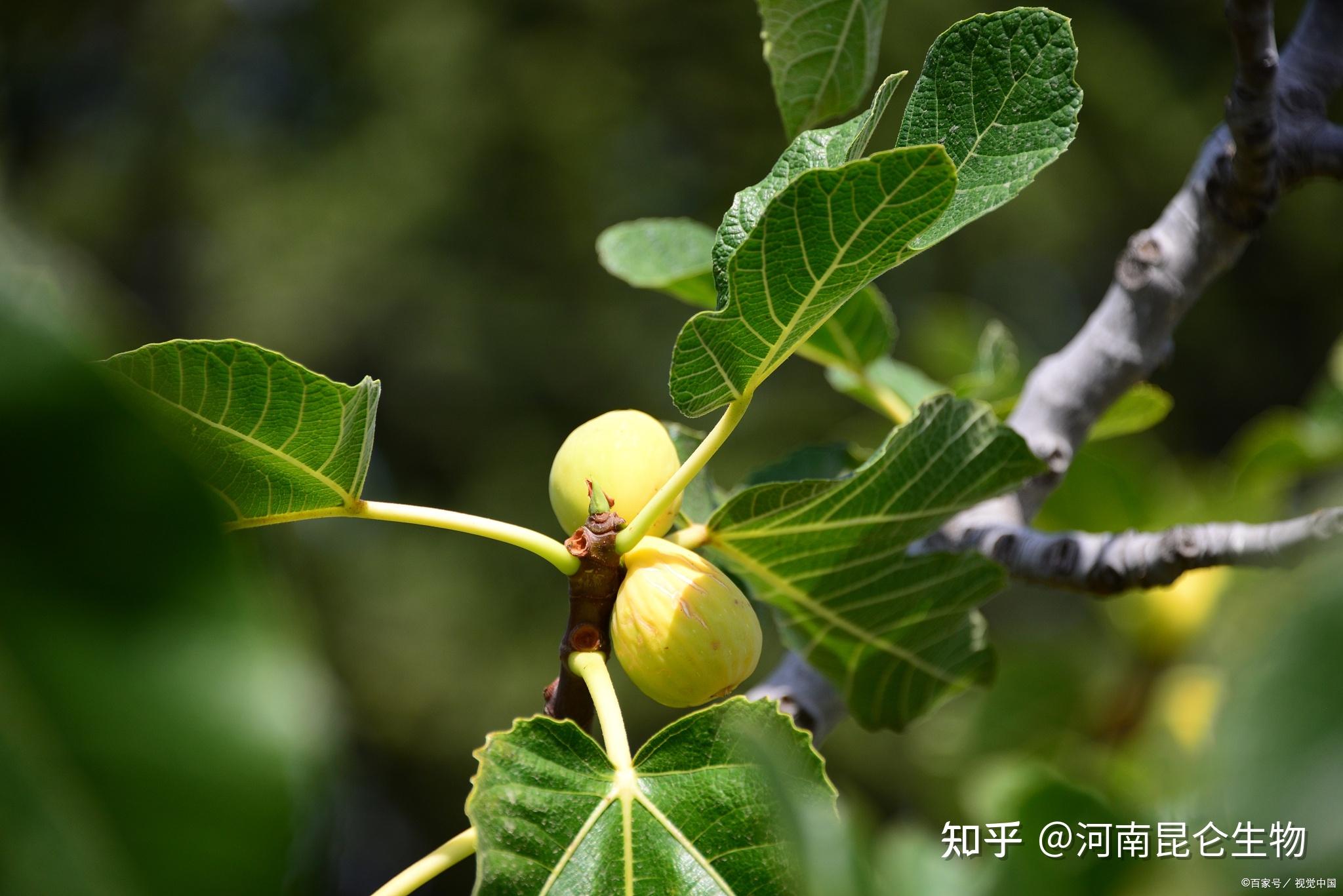 無花果保花保果打什麼葉面肥無花果掛果期用的肥料