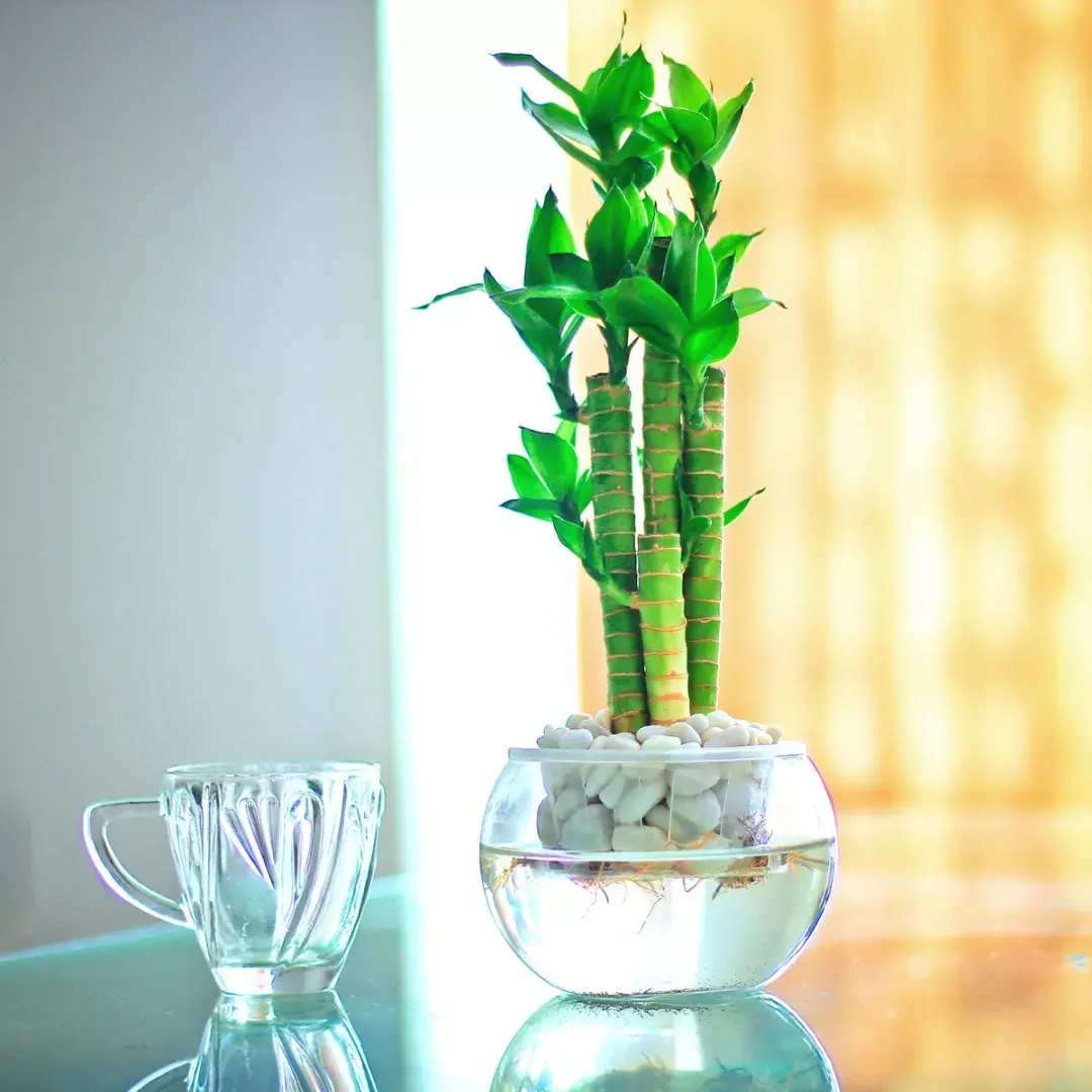 DIY水培植物的种植锦囊 - 每日推荐 - iLOHAS乐活社区