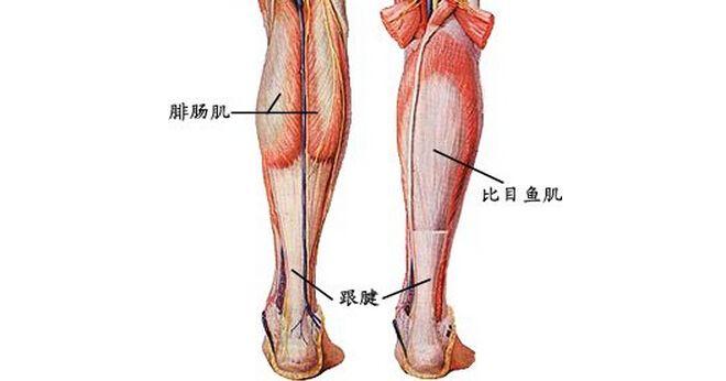 脚筋 人体解剖图图片