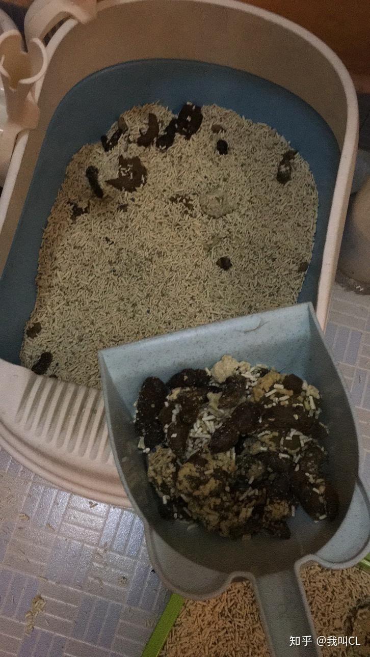 形容一下 猫粑粑 闻起来是什么味道? - 知乎