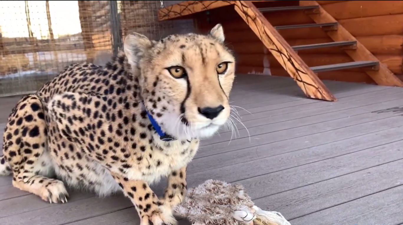 主人很贪玩猎豹会如何对待他