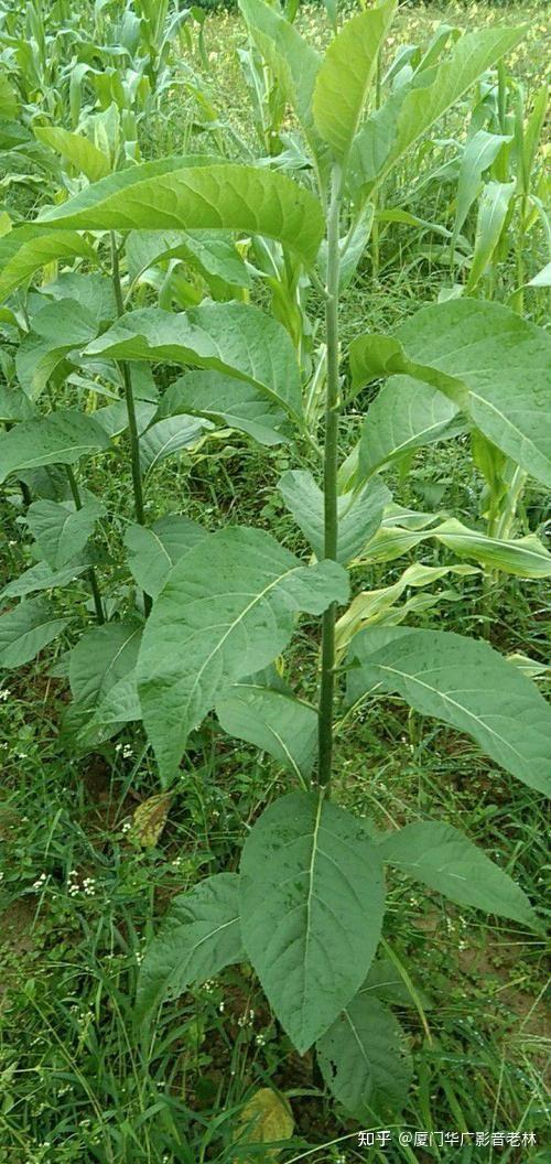 喉咙痛到半夜咽口水疼醒怎么办啊? - 知乎