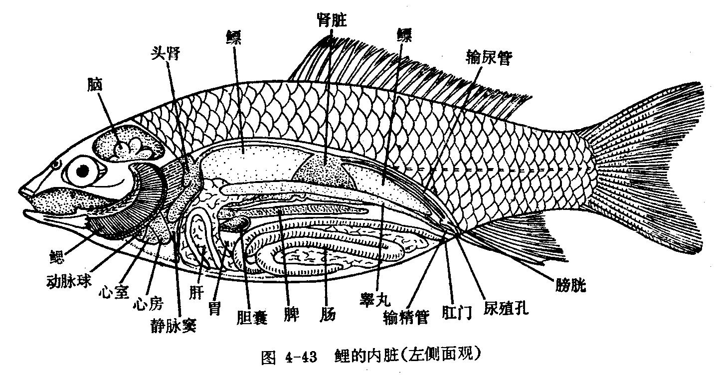 鱼能撒尿吗