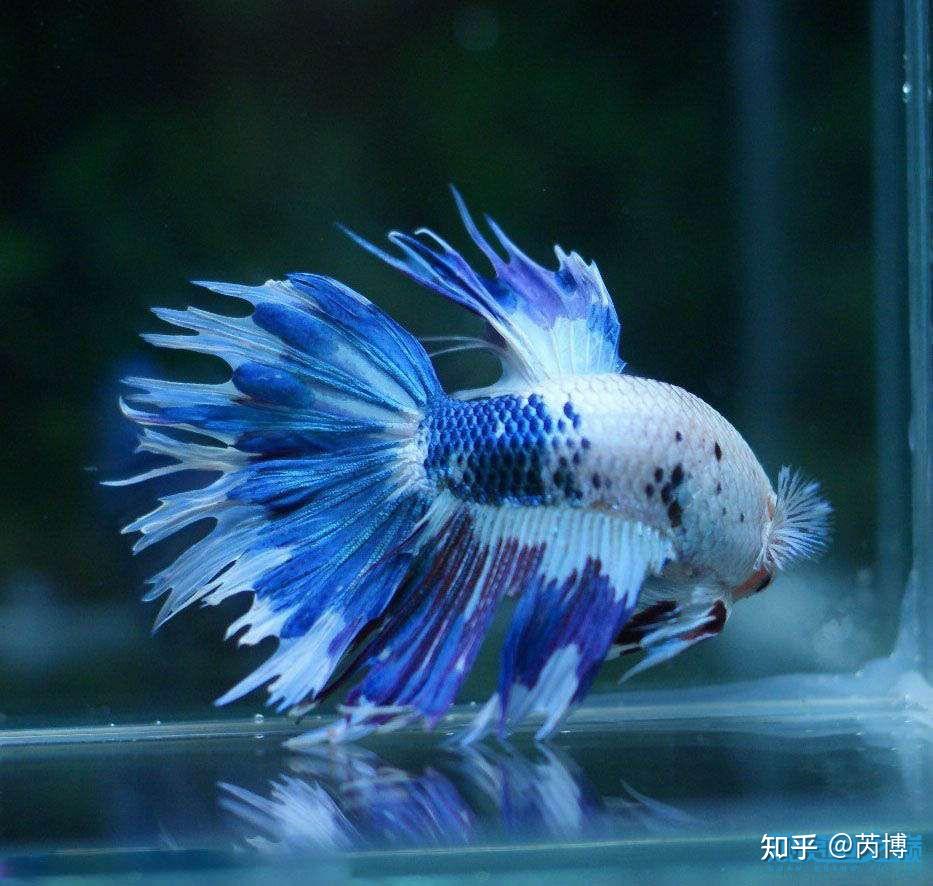 国王ct狮王斗鱼(king ct),它每两针相互交叉,非常迷人,堪称ct中的极品