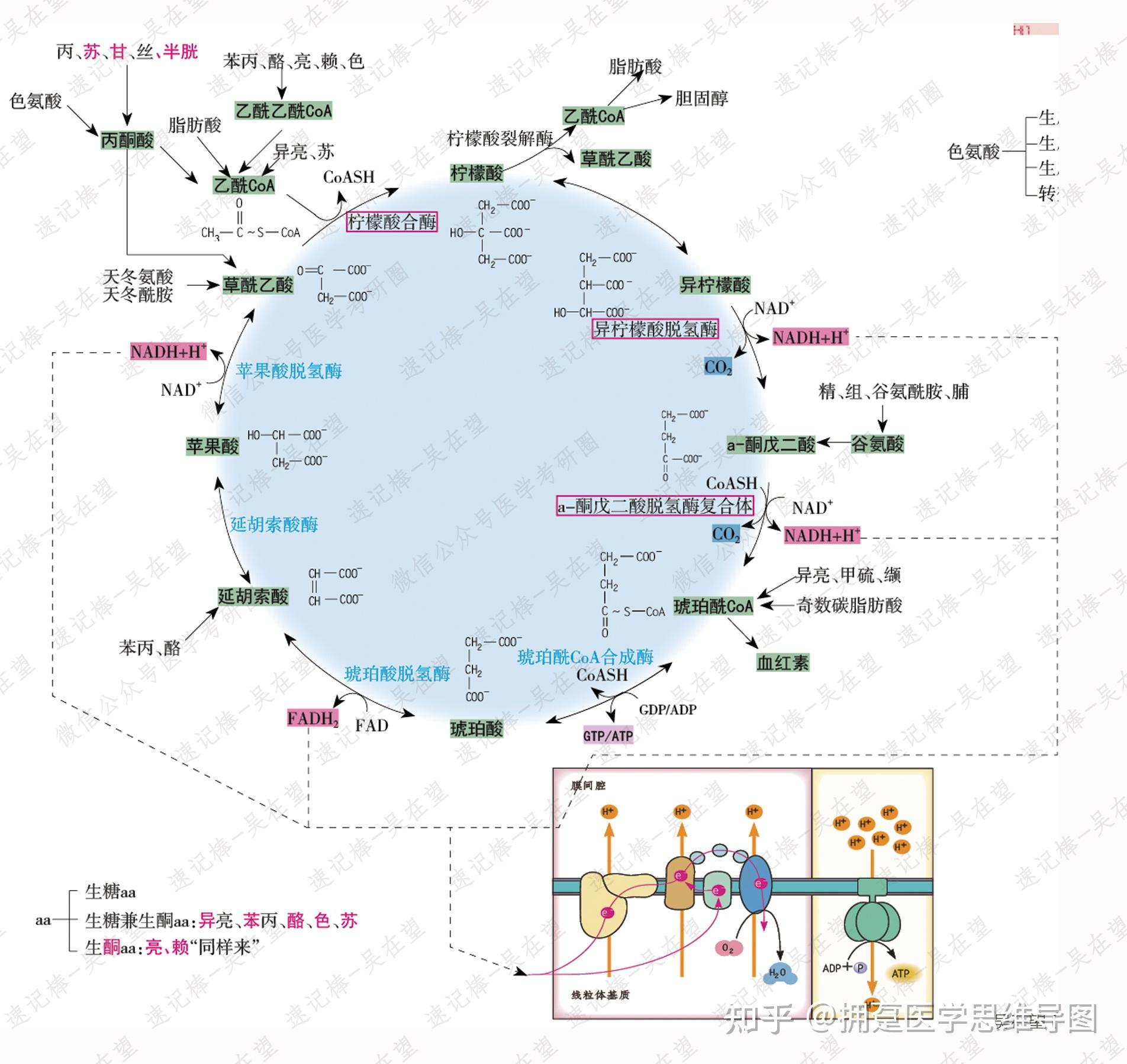 生糖氨基酸,生酮氨基酸,生糖兼生酮氨基酸分别都有哪些? - 知乎