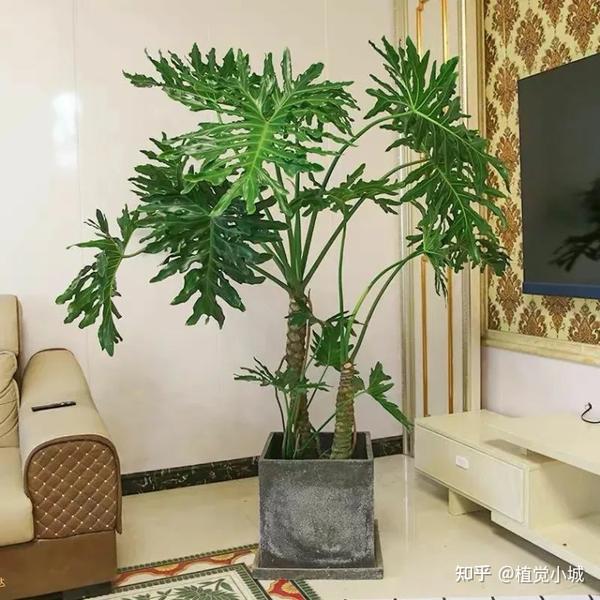 100种观叶植物 | No.17 春羽养护攻略 - 知乎