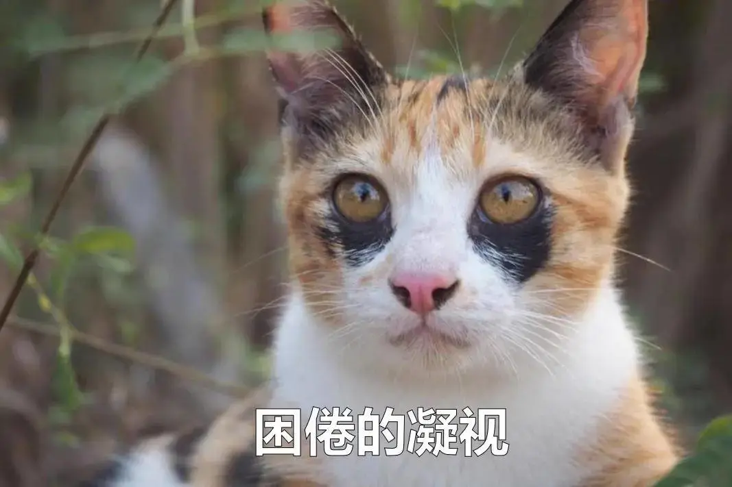 拿不下诺贝尔奖我还拿不下你