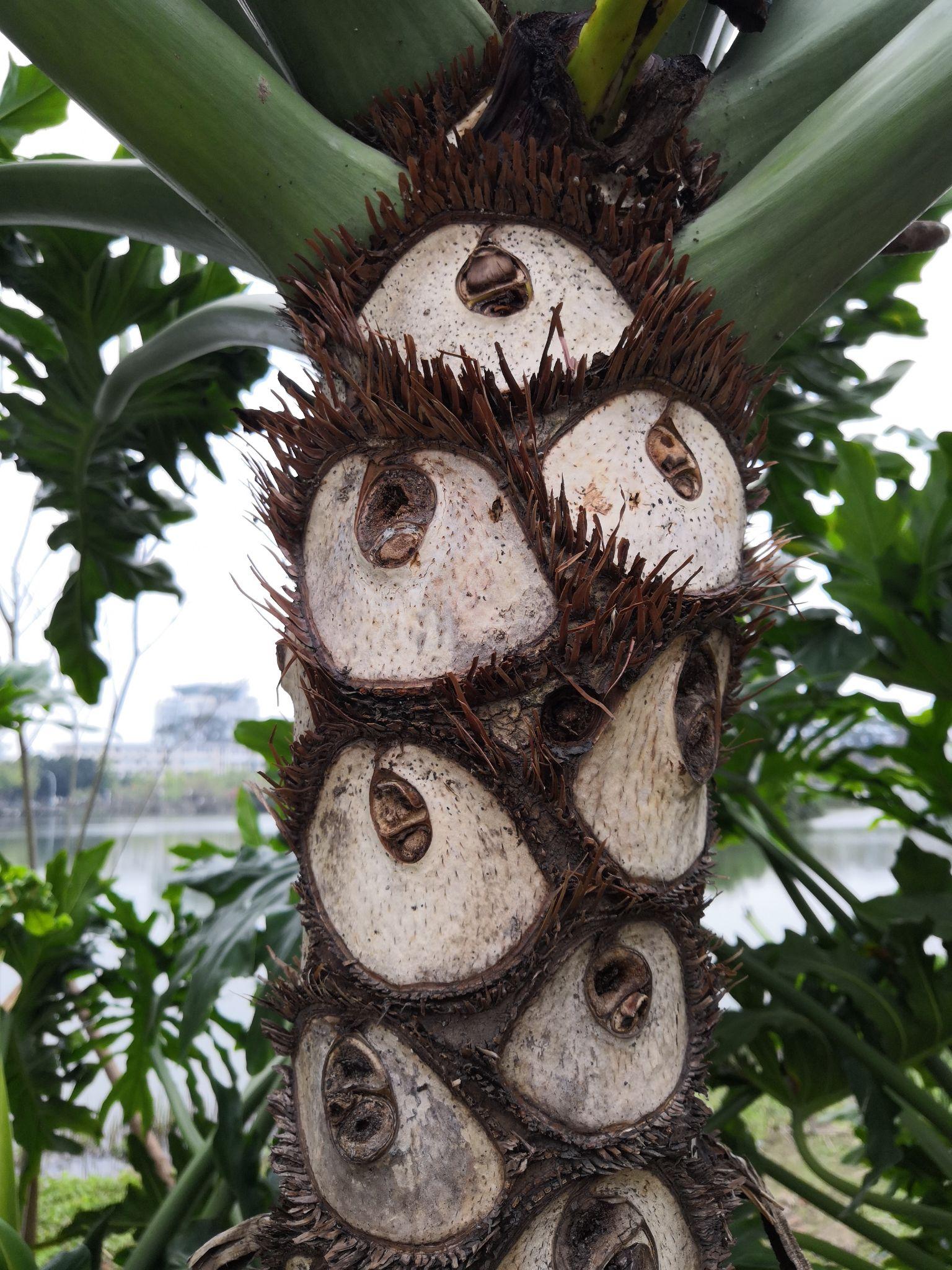 你见过哪些奇怪的植物