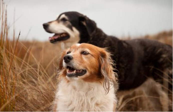 为什么狗子交配会背对背连在一起不分开这样难道不危险吗