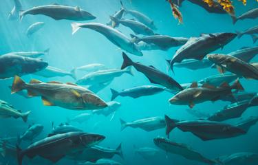 v2-d934231947650198c63bccc4aa147b66_1440w.jpg?source=172ae18b