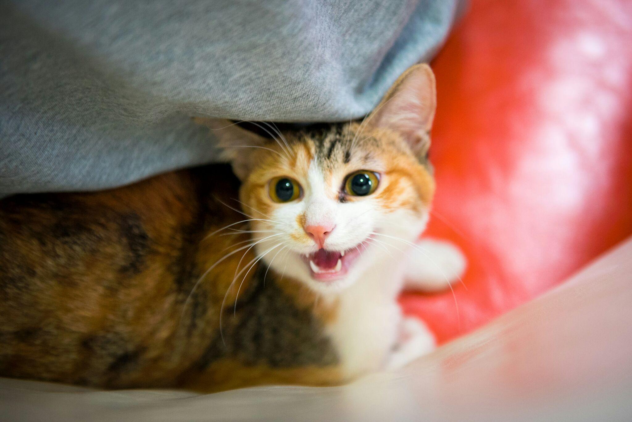 你拍过哪些好看的猫咪照片