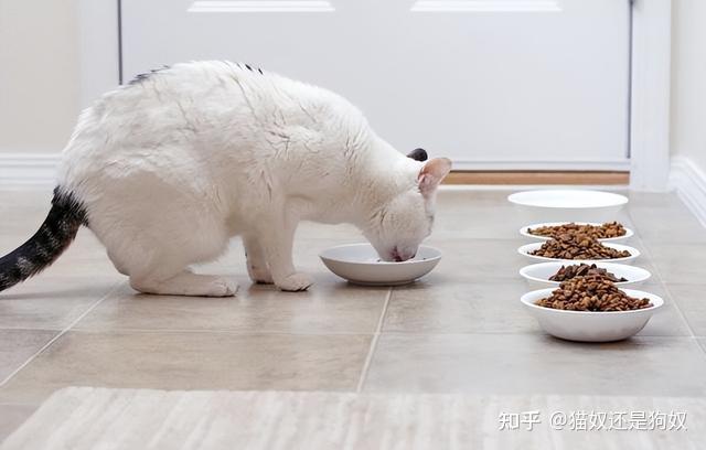 喂猫粮就能万事大吉?错了,附上改善猫咪饮食的技巧 - 知乎