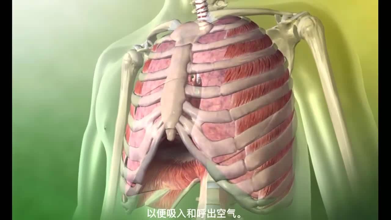 发现肺换气的原理