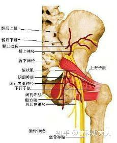 梨状肌综合症都有什么症状 知乎