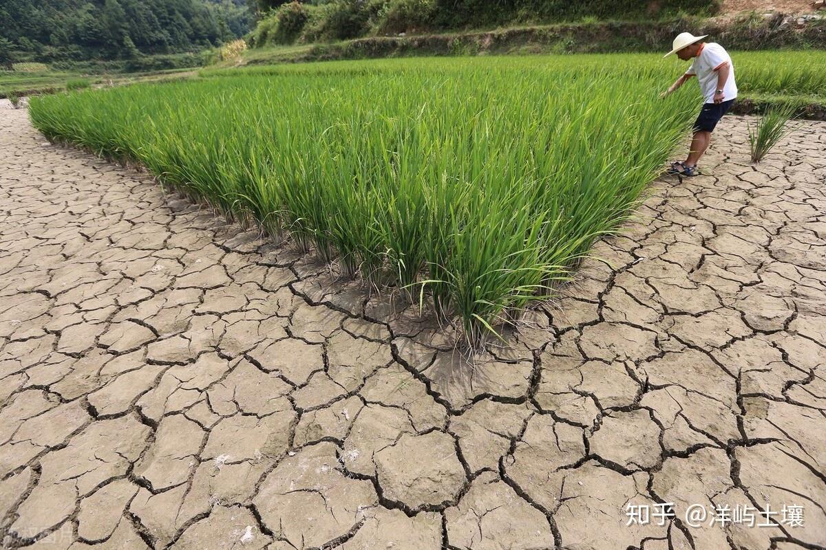 不同种类的土壤怎么施肥?