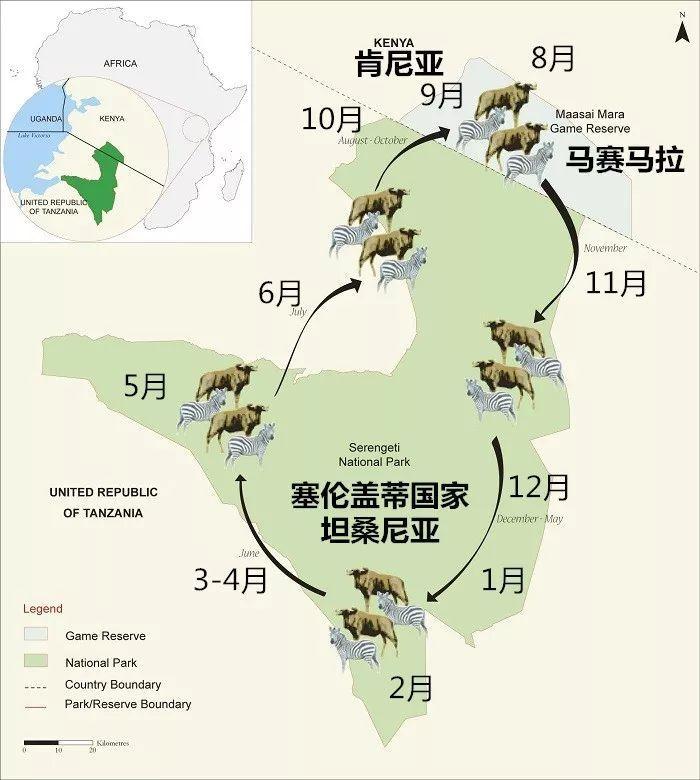 动物大迁徙最佳的观赏地点是在肯尼亚的马塞拉马野生动物自然保护区和