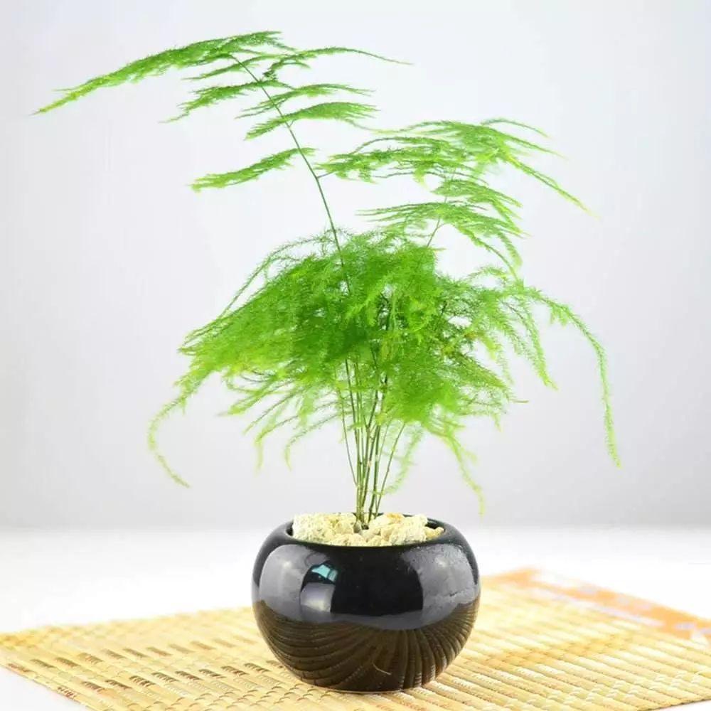 最适合室内养的10种观叶植物,水培土培随你挑!