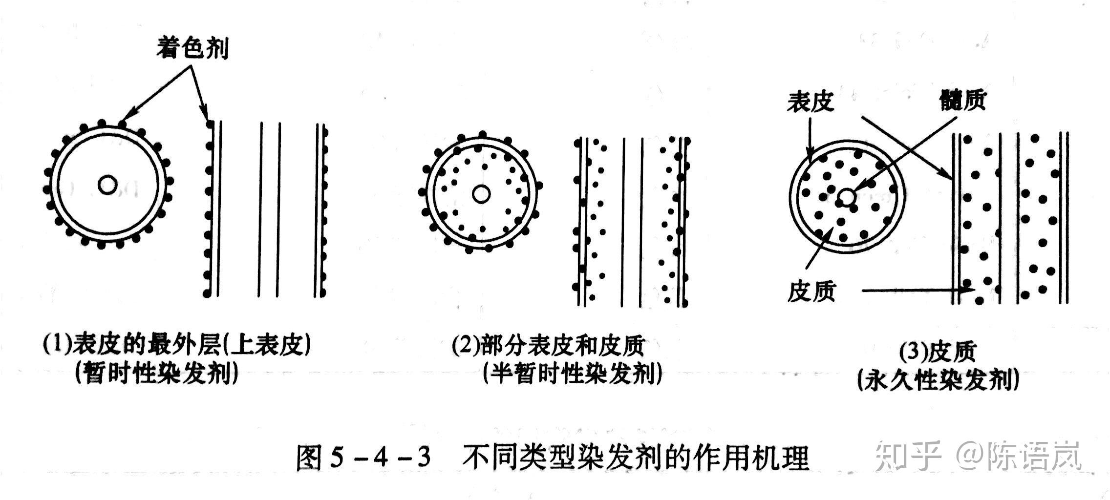 染发是什么原理_男生染发颜色大全(2)