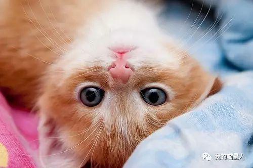 一只母猫可以同时怀上多只公猫的孩子? - 知乎