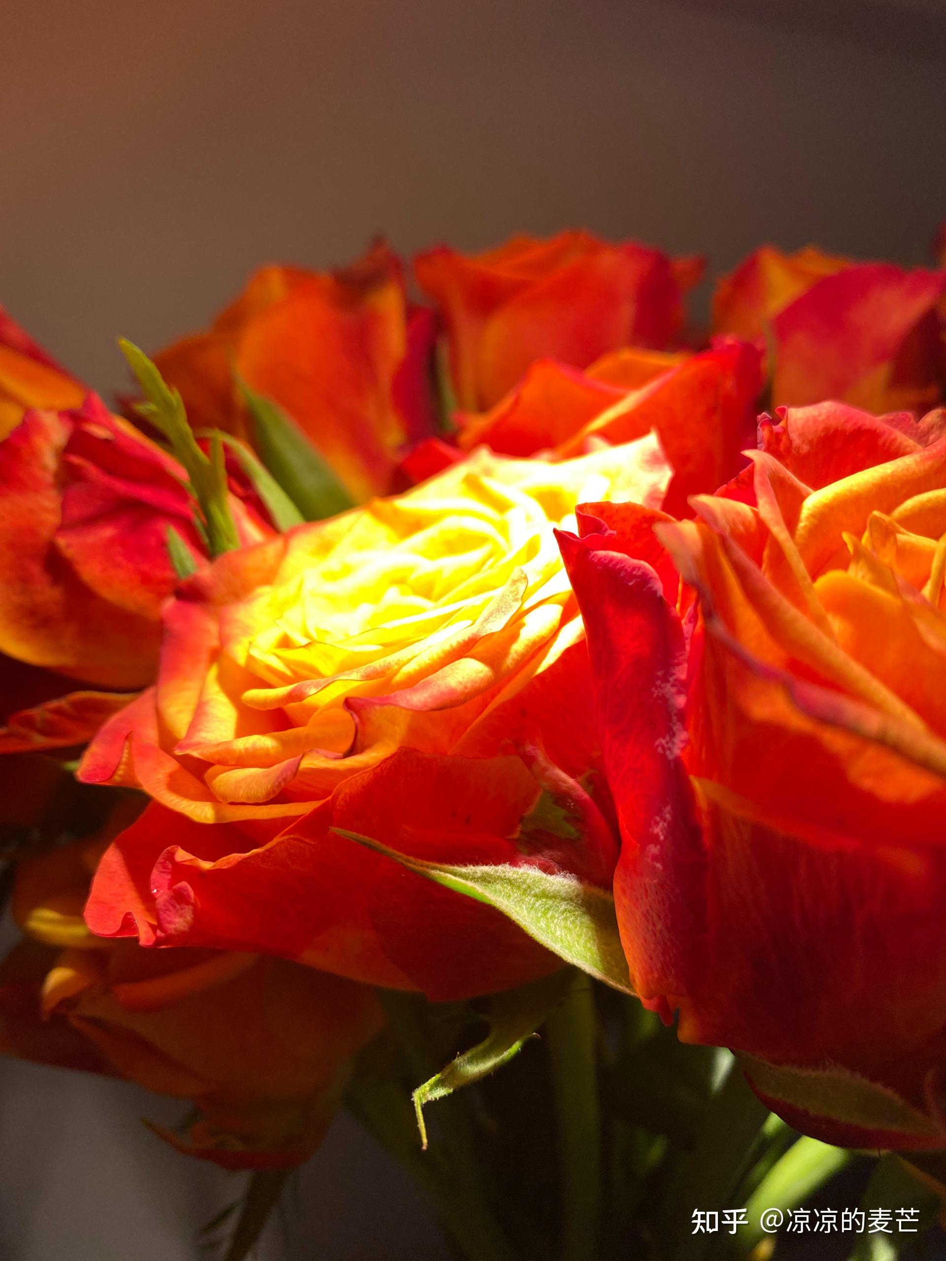 有哪些好看的玫瑰花海报或者壁纸?