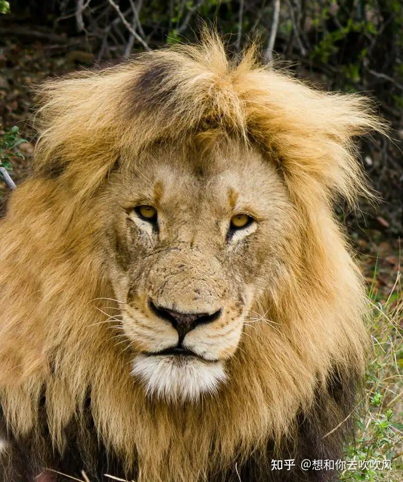 疤面,瘸腿,但依旧帅了一辈子的船长发型在野外也不少,毕竟头发那么