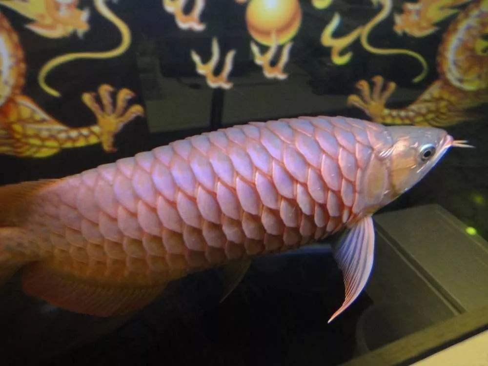 龙鱼立鳞的原因如何预防治疗