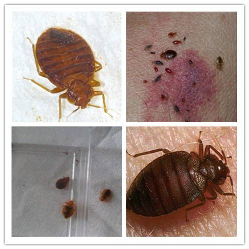 这是啥虫子,咬人不? - 知乎