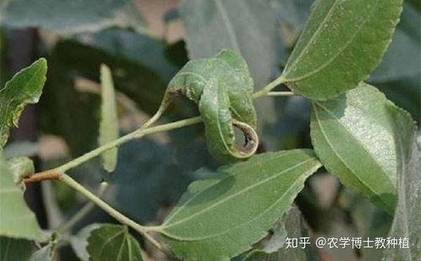 枣树种植很麻烦？掌握一项关键技术，保证大枣挂满枝头 - 知乎