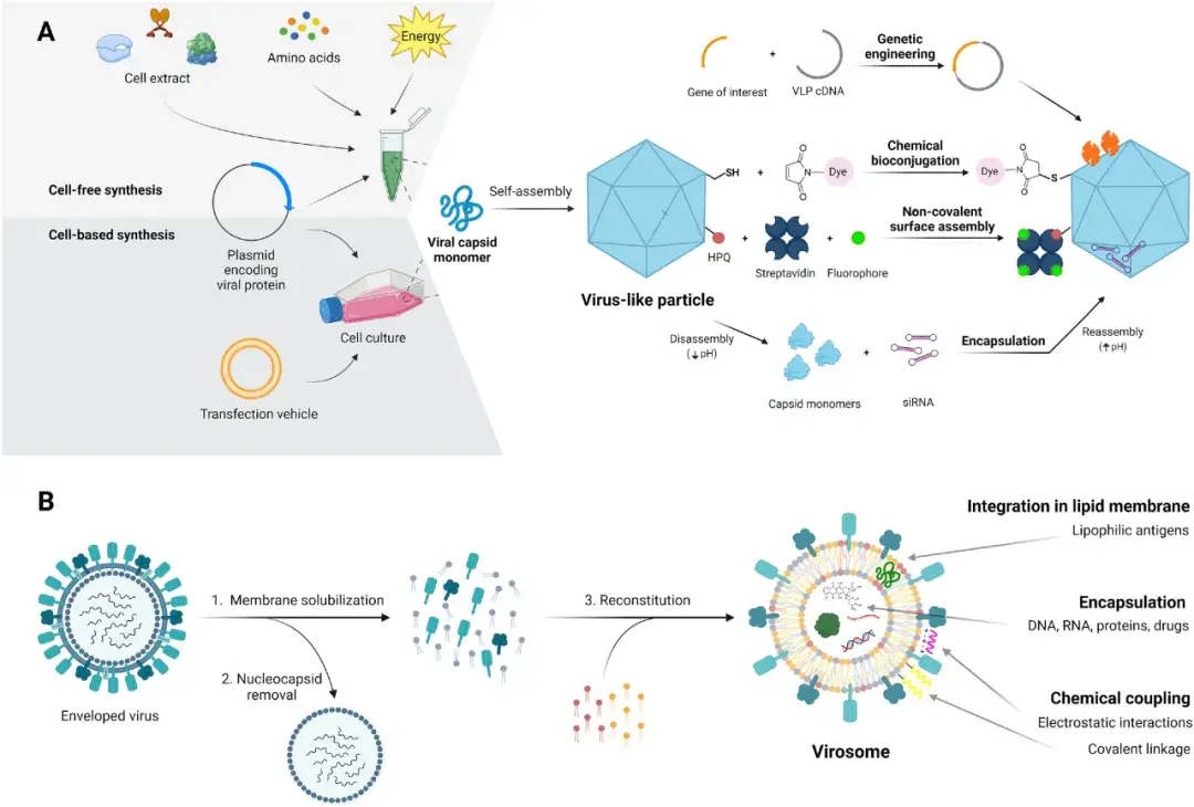 这些VLP疫苗设计的Tips确定不了解一下？ - 知乎