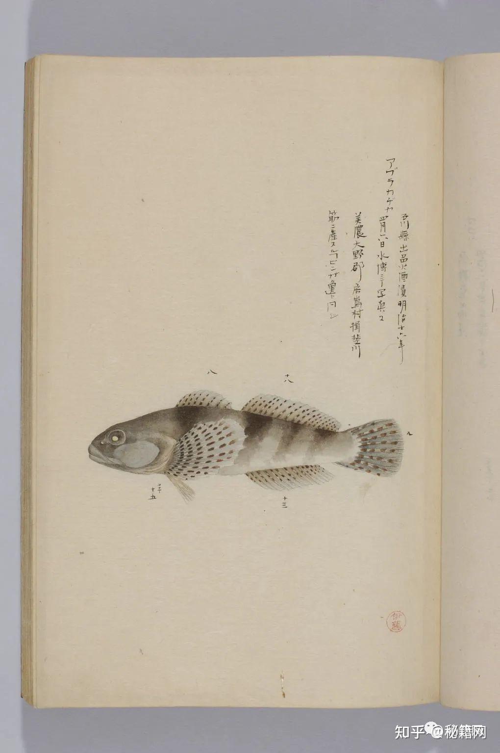 古代罕见的精美鱼类画册《博物馆鱼谱》画工栩栩如生