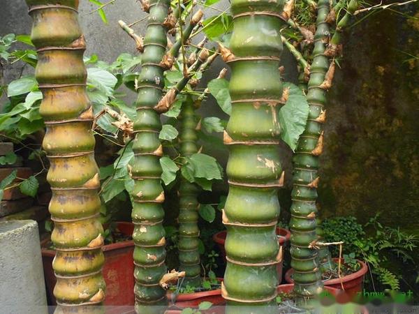 罗汉竹、紫竹、雷竹、毛竹都长啥样?有啥经济价值 - 知乎