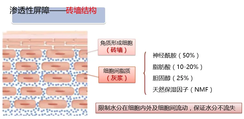 乾貨超全皮膚屏障知識