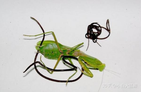 为什么螳螂体内会有铁线虫 铁线虫对螳螂没有影响吗 知乎