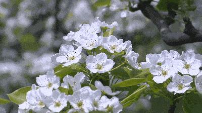 万亩梨花小径裁清香彻彻满园来 忽来一夜无情雨摇落新枝染石台 知乎