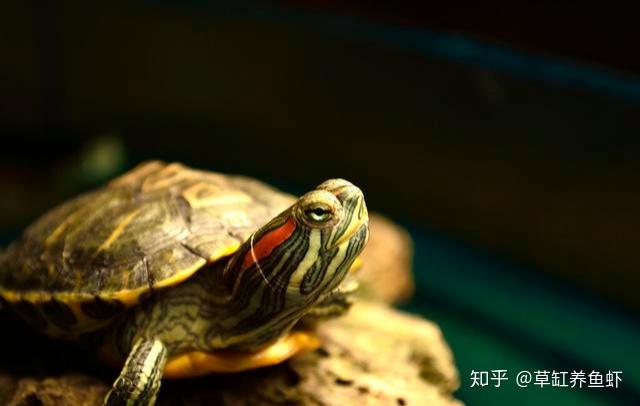 乌龟之间会互咬,为什么?就是这些因素导致的,你也有责任 - 知乎