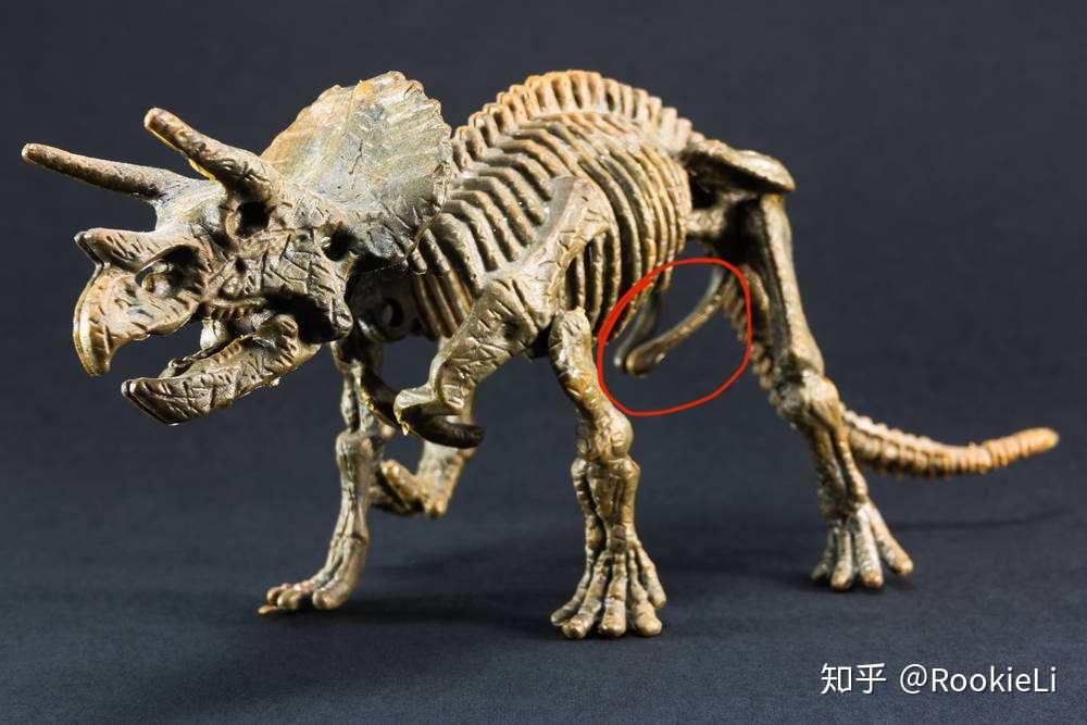 恐龙赖氏龙臀部这根突出的大骨头是什么