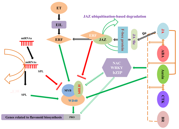 精读hpj中科院兰州化物所曾凡逵团队植物激素转录因子