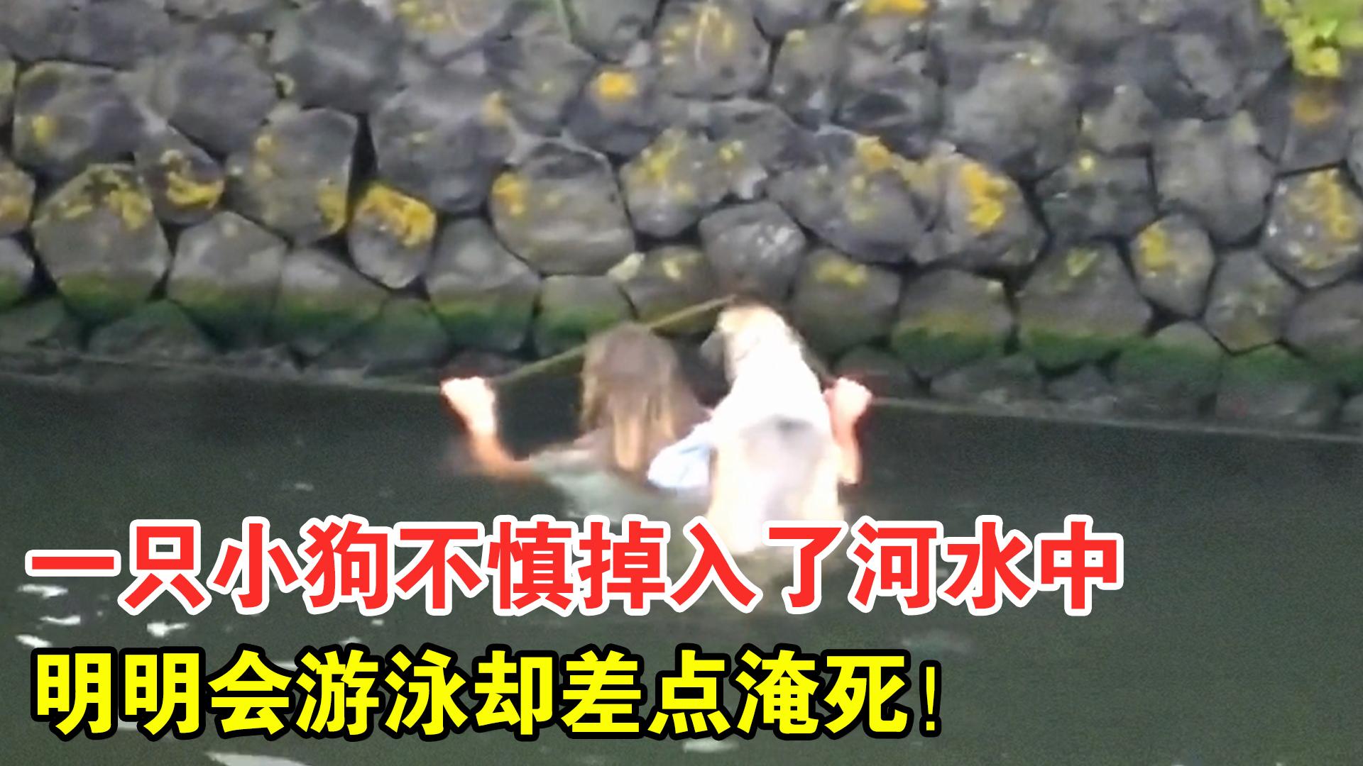 一只小狗不慎掉入了河水中明明会游泳却差点淹死