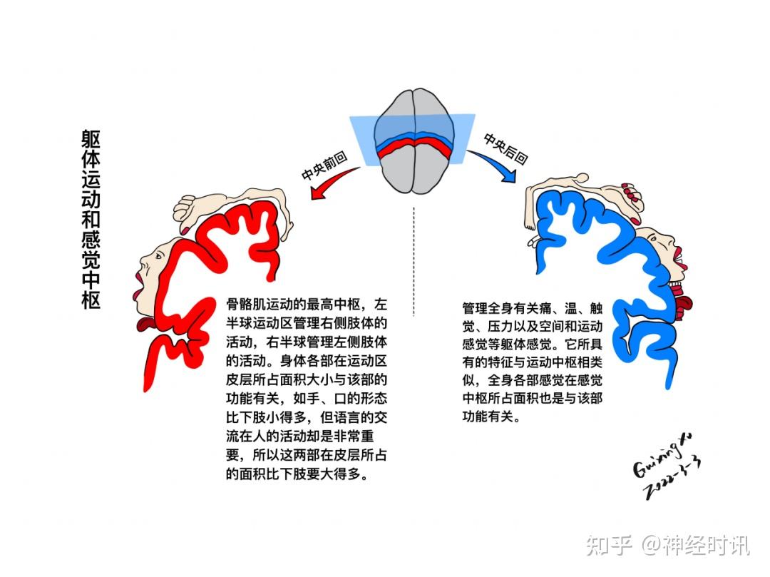 脑皮层的分叶、额叶及顶叶的结构、功能及受损表现【全了】 - 知乎