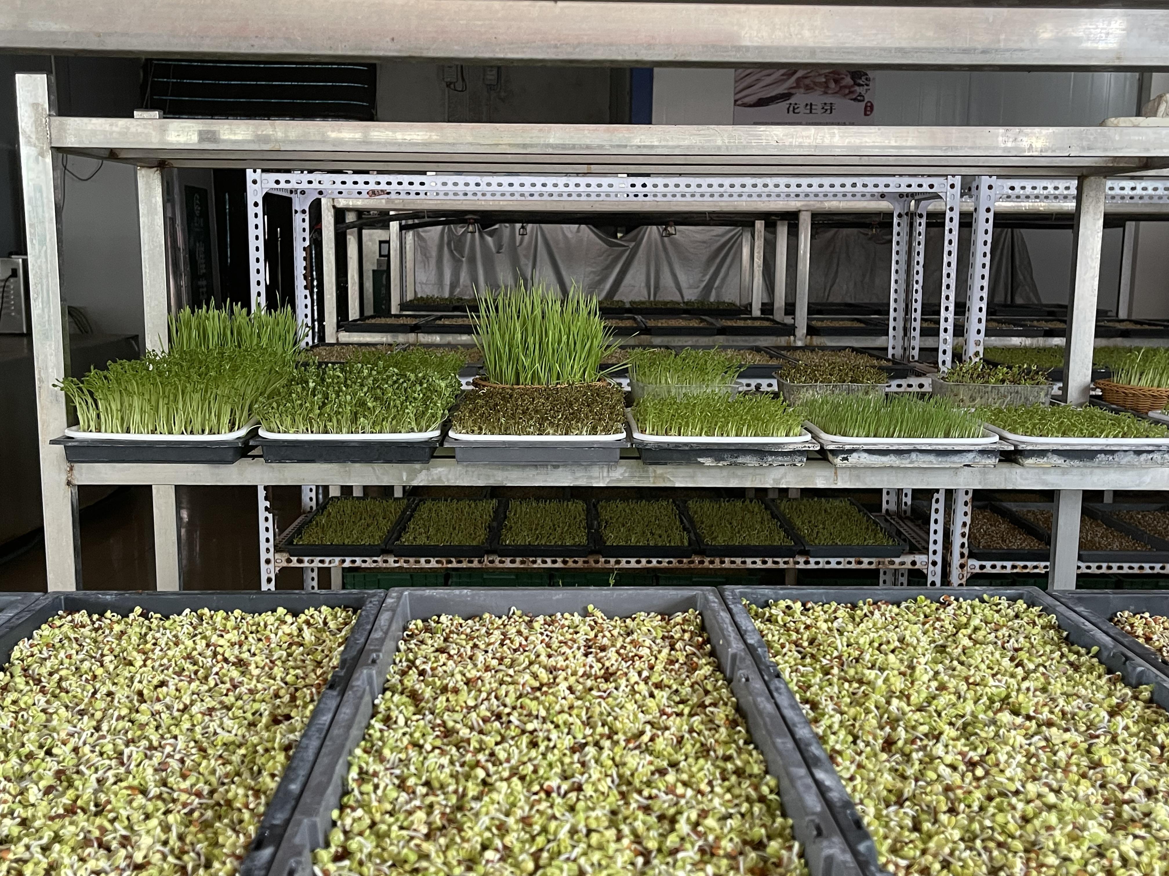 芽苗菜生产设备，全自动芽苗菜机器 - 知乎
